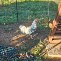 Gallo amburgo