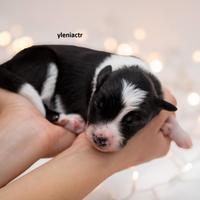 Cuccioli di Border Collie
