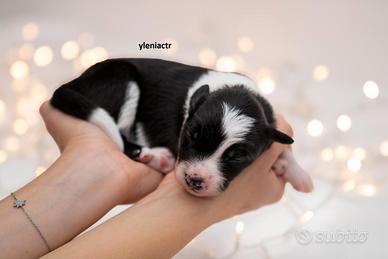 Cuccioli di Border Collie