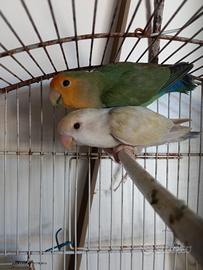 Coppia inseparabili
