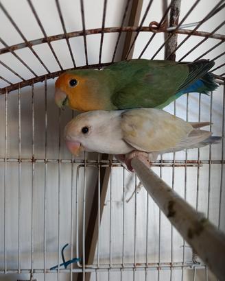 Coppia inseparabili