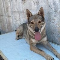 Cane lupo cecoslovacco