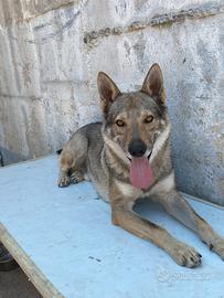 Cane lupo cecoslovacco