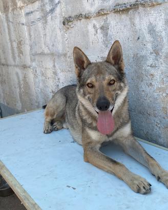 Cane lupo cecoslovacco