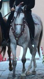 Cavallo .Galusè