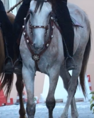 Cavallo .Galusè