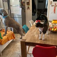 Petsitter/pensione per cani-gatti