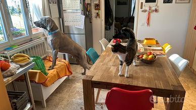 Petsitter/pensione per cani-gatti