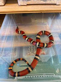 Serpenti abnorma
