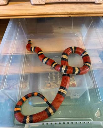 Serpenti abnorma