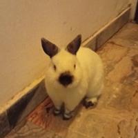 Coniglietto olandese nano california