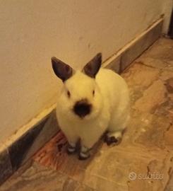 Coniglietto olandese nano california