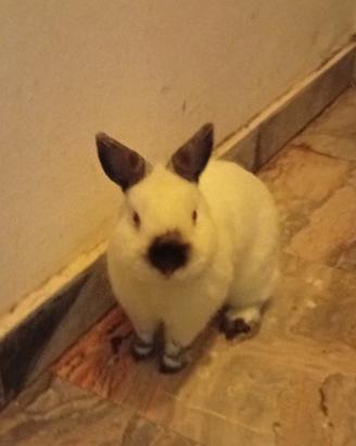 Coniglietto olandese nano california