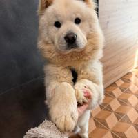 Chow Chow disponibile per monta