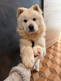 Chow Chow disponibile per monta