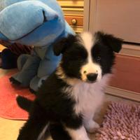 Border collie