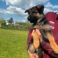 Cuccioli di Pastore tedesco