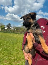 Cuccioli di Pastore tedesco