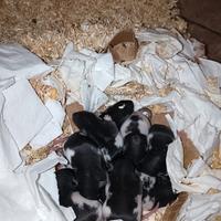 Cuccioli di ratto domestico disponibili