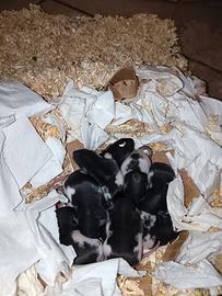 Cuccioli di ratto domestico disponibili