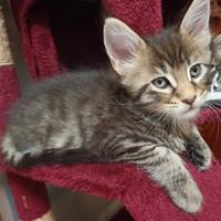 Maschietto Brown-Tabby Maine Coon XXL