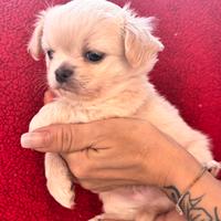 Cucciolo chihuahua