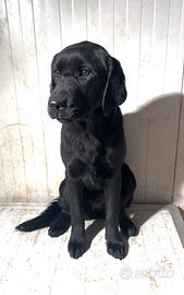 Labrador con pedigree