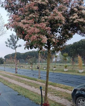 Albero di fotinia