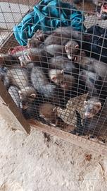 Furetti di diversi mesi