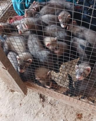 Furetti di diversi mesi