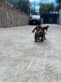 Bassotto nano