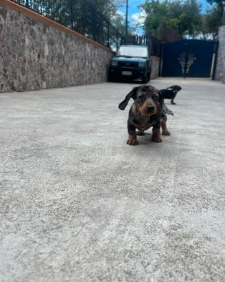 Bassotto nano