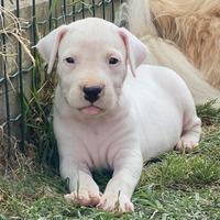 Cuccioli di dogo argentino prenotabili