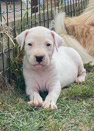 Cuccioli di dogo argentino prenotabili