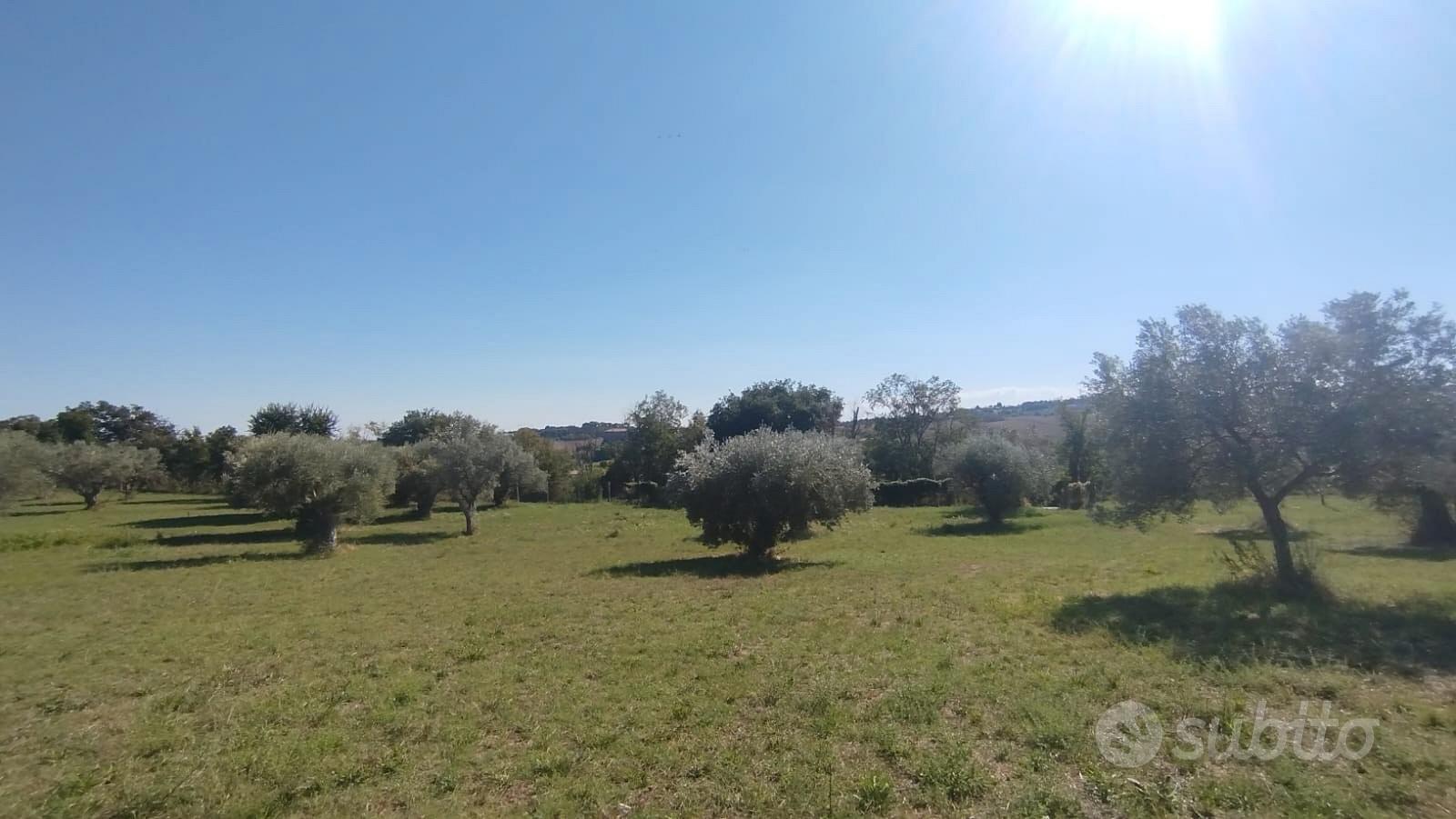 Panoramico con uliveto - Vista 2