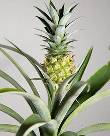pianta di ananas 