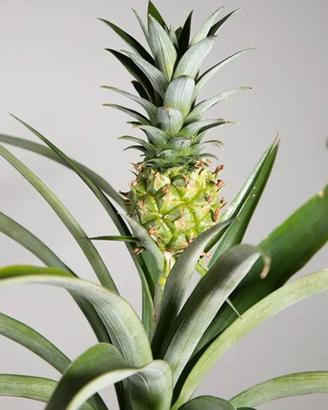 pianta di ananas 