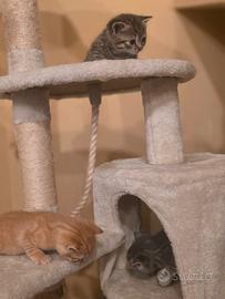 Dolcissimi gattini scottish straight