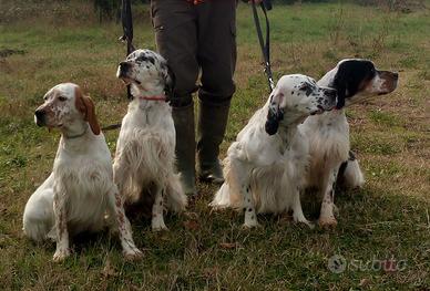 Setter Inglesi 