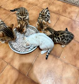 Gatto bengala cuccioli