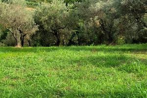 Terreno agricolo 1500 mq a Toffia