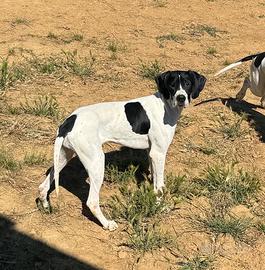 Cucciola Pointer Inglese