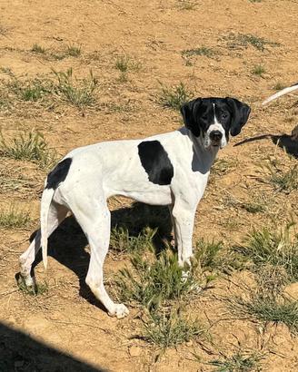 Cucciola Pointer Inglese