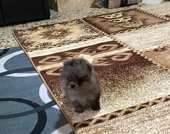 Spitz Pomerania nano