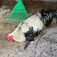 Galli ornamentali Bramha