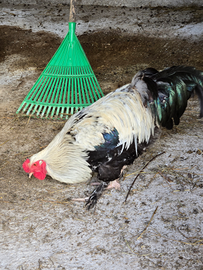 Galli ornamentali Bramha