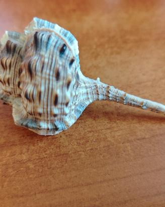 conchiglia da ornamento o collezione 