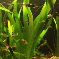 Acquariofilia dolce e altro