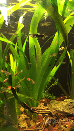 Acquariofilia dolce e altro