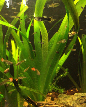 Acquariofilia dolce e altro